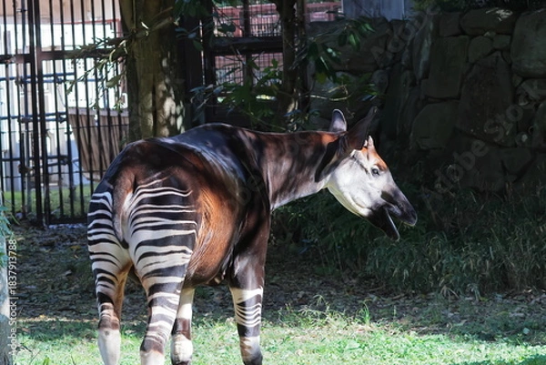 Fototapeta オカピ