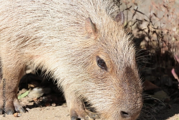 Fototapeta カピバラ