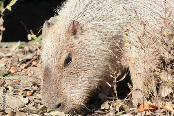 Fototapeta カピバラ