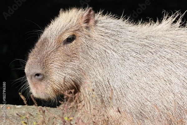 Fototapeta カピバラ