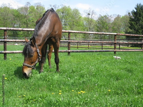 Obraz Pferd auf der Weide