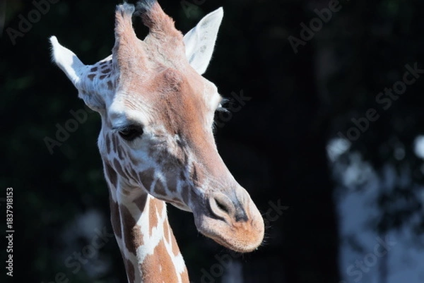 Fototapeta キリン