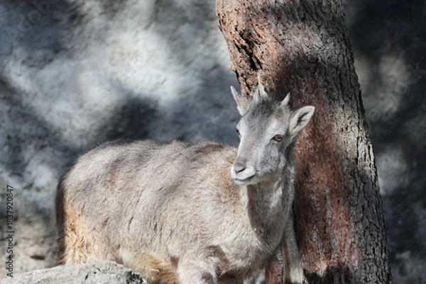 Fototapeta スーチョワンバーラル