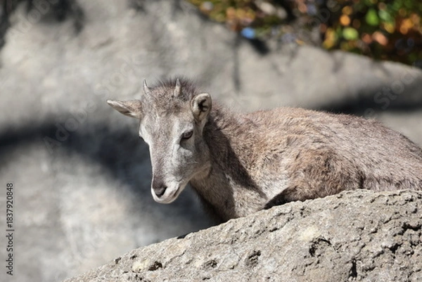 Fototapeta スーチョワンバーラル