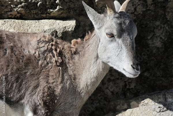 Fototapeta スーチョワンバーラル