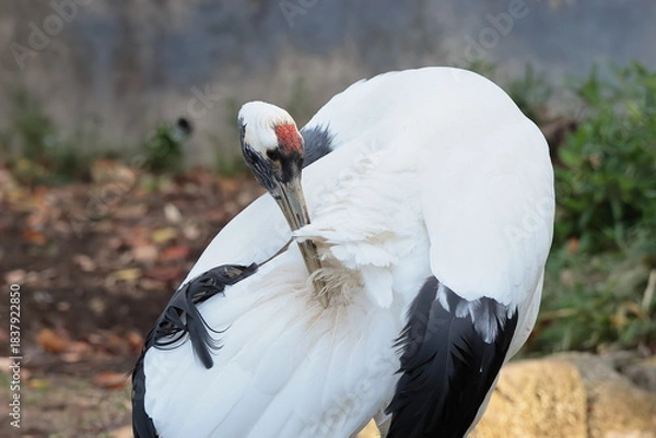 Fototapeta タンチョウ