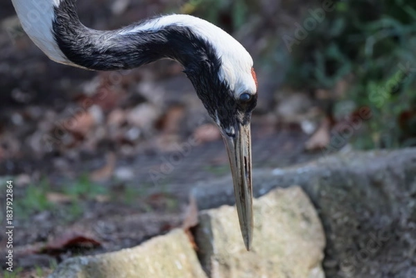 Fototapeta タンチョウ