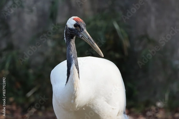 Fototapeta タンチョウ