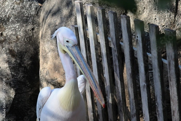 Fototapeta ペリカン