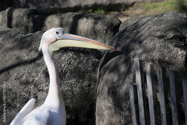 Fototapeta ペリカン