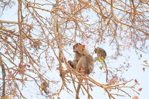 Fototapeta Rhesus monkey, barbary macaque ape climbing a tree, wildlife of Hampi, India, jungle and rainforest animal in his habitat