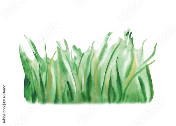 Fototapeta Watercolor illustration of a bunch of juicy green grass. Realistic image of a lawn on an isolated background. A botanical clipart for summer design.