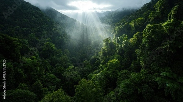 Obraz Sunlight streams through a lush, verdant valley, illuminating dense foliage and mist. A picturesque view of natural beauty