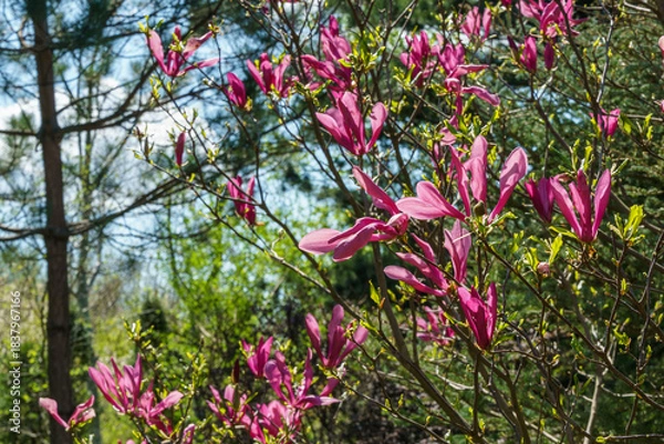 Obraz Magnolia Susan (Magnolia liliiflora x Magnolia stellata) adorned with vibrant pink blossoms stands out against backdrop of lush green trees under clear blue sky