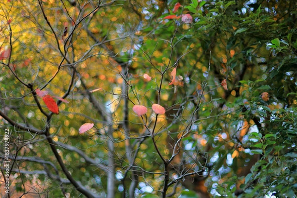 Obraz 東京散歩　夜明け前の汐留湾岸地区