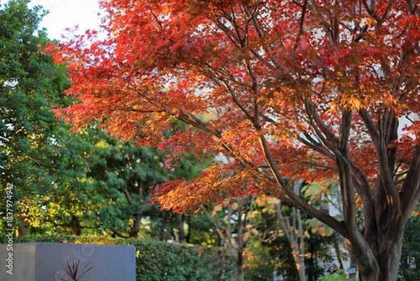Obraz 東京散歩　夜明け前の汐留湾岸地区