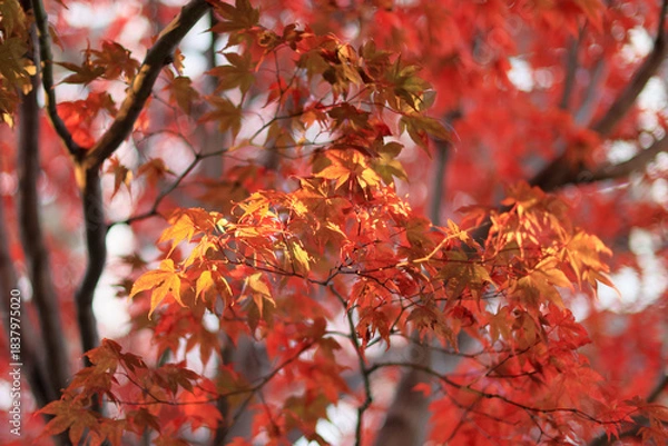 Obraz 東京散歩　夜明け前の汐留湾岸地区