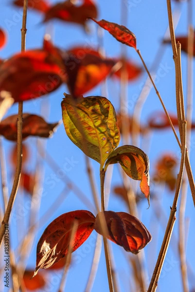Obraz 東京散歩　夜明け前の汐留湾岸地区