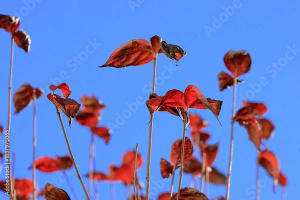 Obraz 東京散歩　夜明け前の汐留湾岸地区