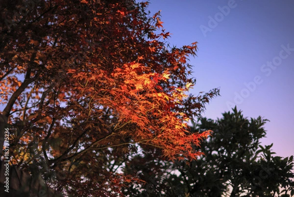 Obraz 東京散歩　夜明け前の汐留湾岸地区