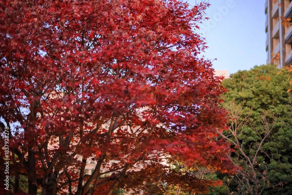 Obraz 東京散歩　夜明け前の汐留湾岸地区