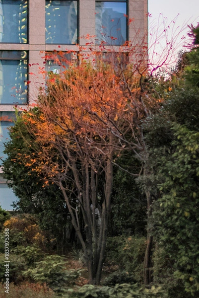 Obraz 東京散歩　夜明け前の汐留湾岸地区