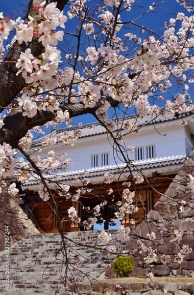 Obraz 満開の桜につつまれる舞鶴城