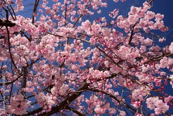 Obraz 満開の桜につつまれる舞鶴城