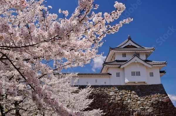 Obraz 満開の桜につつまれる舞鶴城