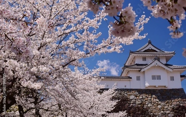 Obraz 満開の桜につつまれる舞鶴城