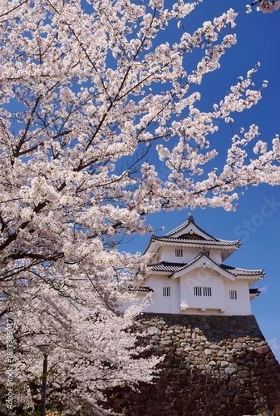 Obraz 満開の桜につつまれる舞鶴城