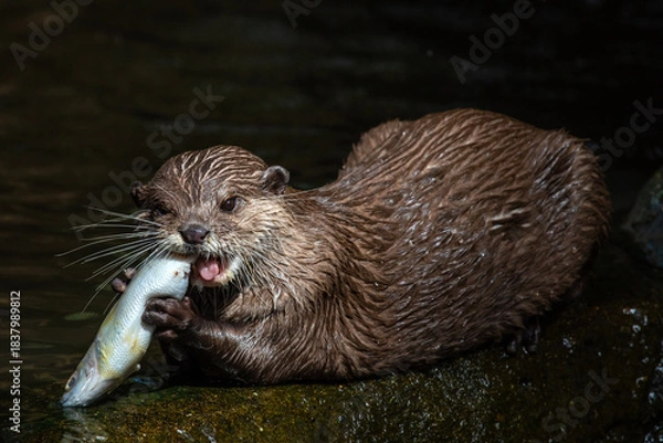 Obraz Otter Eating a Fish