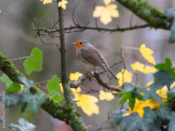 Fototapeta Portrait of a Robin in front of a dreamy and art like background. High quality photo