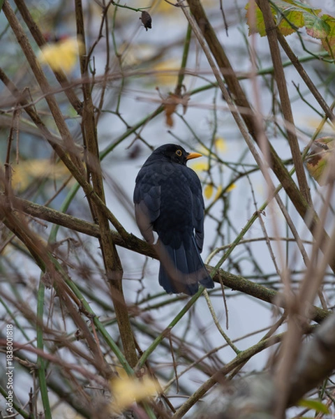 Fototapeta Female Blackbird posing on a Branch before sunny blue Sky in the late Autumn of 2025 in Germany. High quality photo