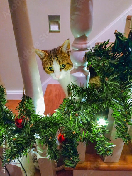 Fototapeta A cat peeks through a garland, the danger of Christmas decorations for animals