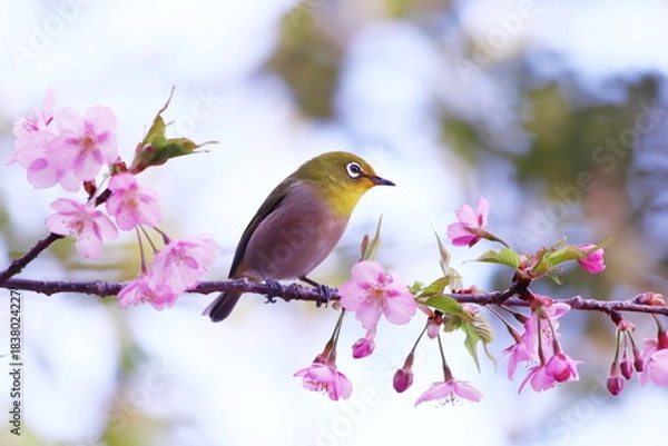 Obraz 桜の枝にとまるメジロ