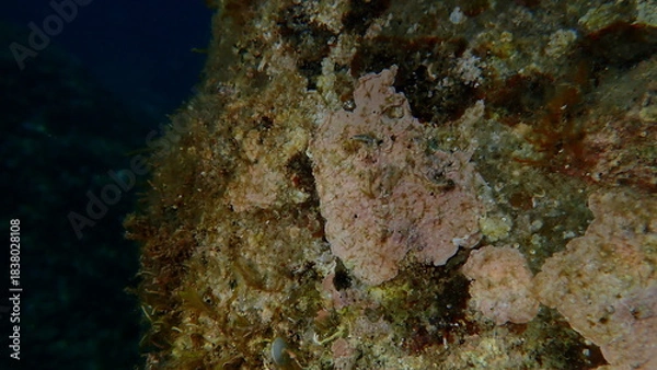 Fototapeta Coraline crust algae or paint weed (Lithophyllum incrustans) undersea, Ligurian Sea, Italy, Imperia