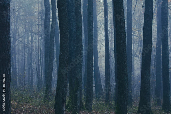 Obraz misty autumn forest in the morning	