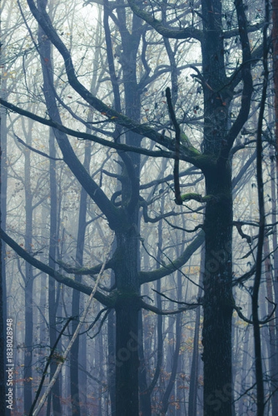 Obraz misty autumn forest in the morning	