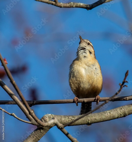 Obraz Carolina Wren
