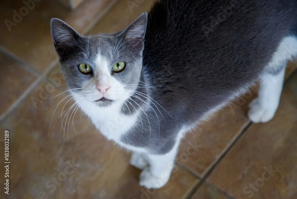 Obraz black and white cat