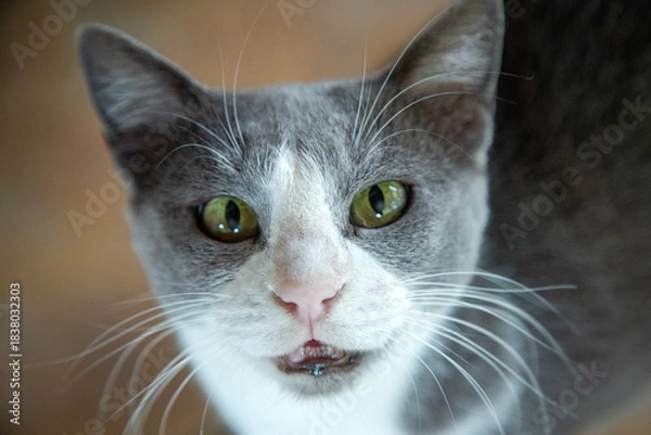 Obraz portrait of a cat