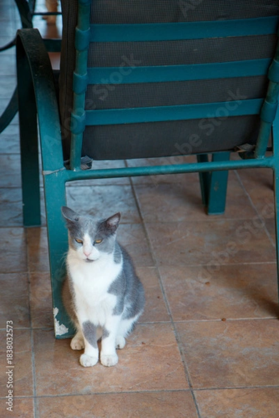 Obraz cat on the bench