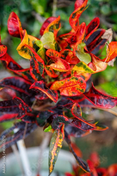Obraz red and yellow flower