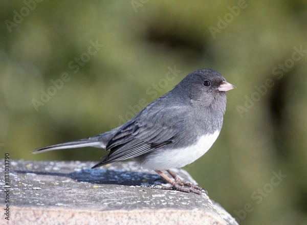 Obraz Dark-eyed junco