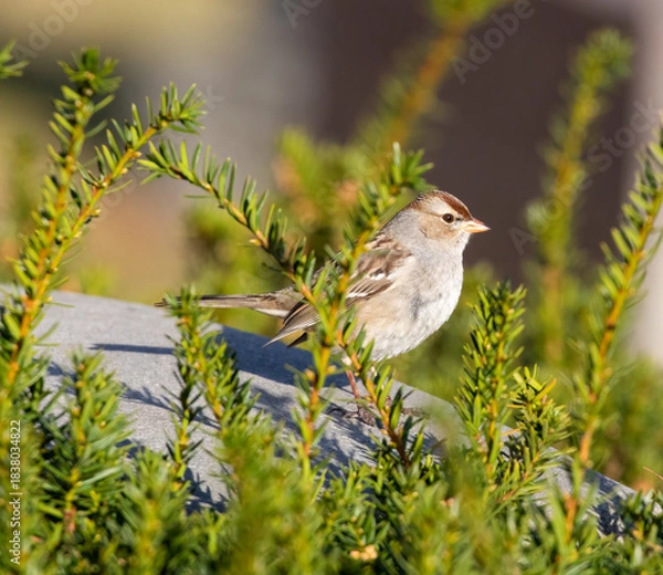 Obraz White-Crowned Sparrow