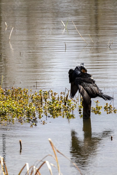 Obraz great cormorant on the lake shore