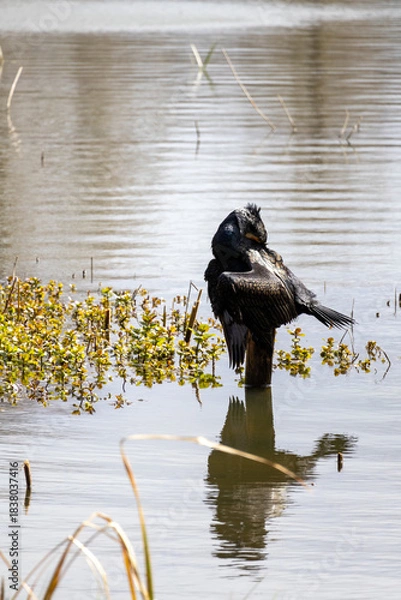 Obraz great cormorant on the lake shore