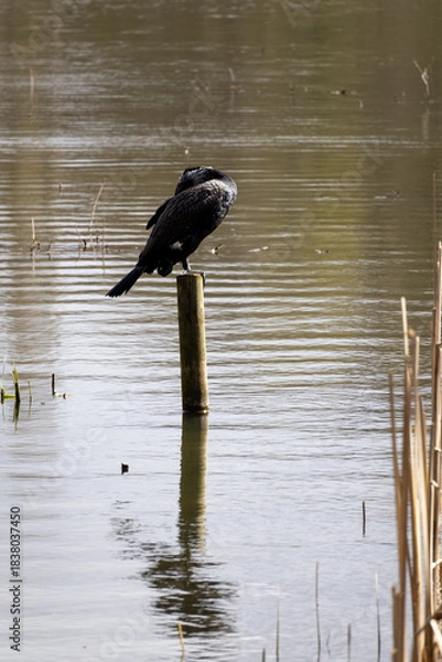 Obraz great cormorant on the lake shore