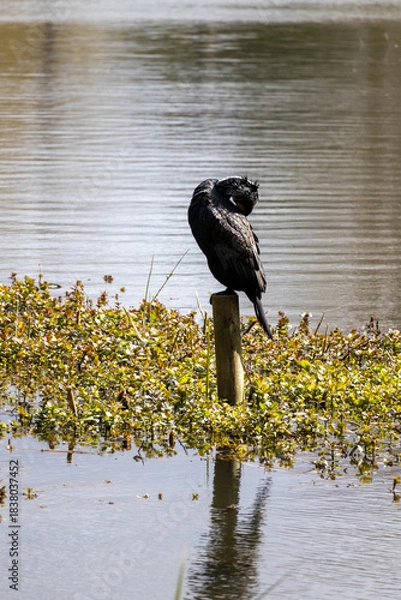 Obraz great cormorant on the lake shore